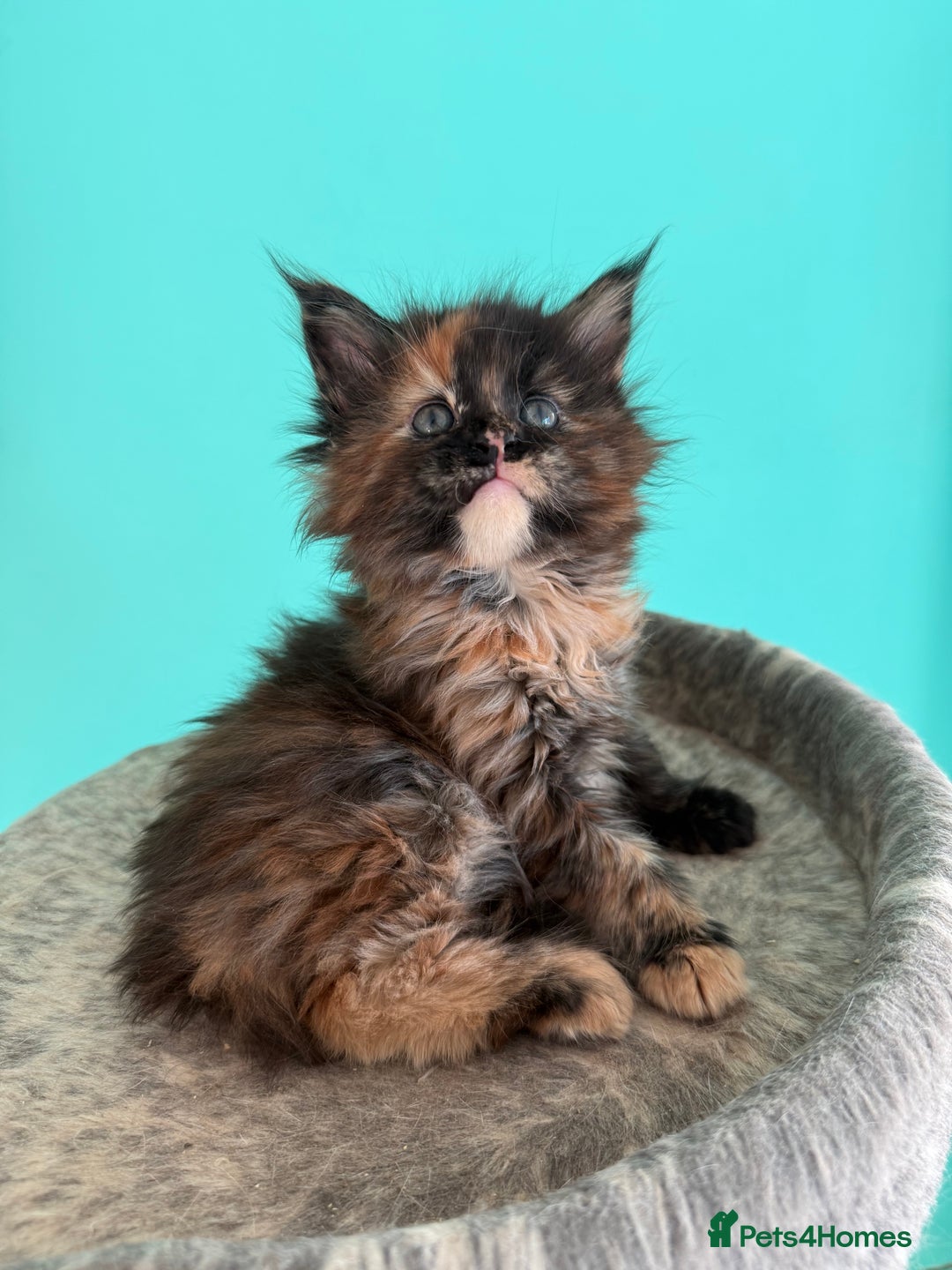 Maine Coon cats for sale: Pure Bred Maine Coon Kittens – Ready to Reserve - Advert 4