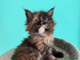 Maine Coon cats One Pure Bred Maine Coon Kitten left - to Reserve - Advert 4