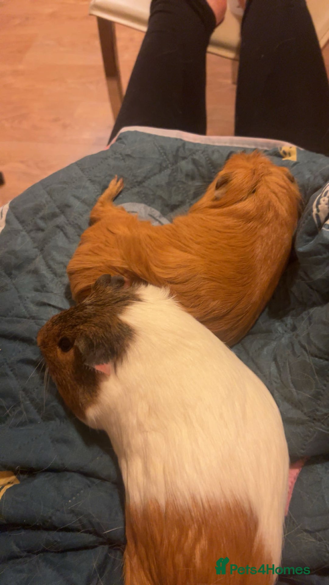Guinea Pig rodents for sale: Two female guinea pigs £45 each - Image 4