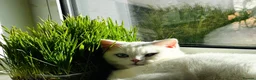 Mixed Breed cats for sale: Beautiful Persian × British Shorthair Girl in Stockport - Advert 10