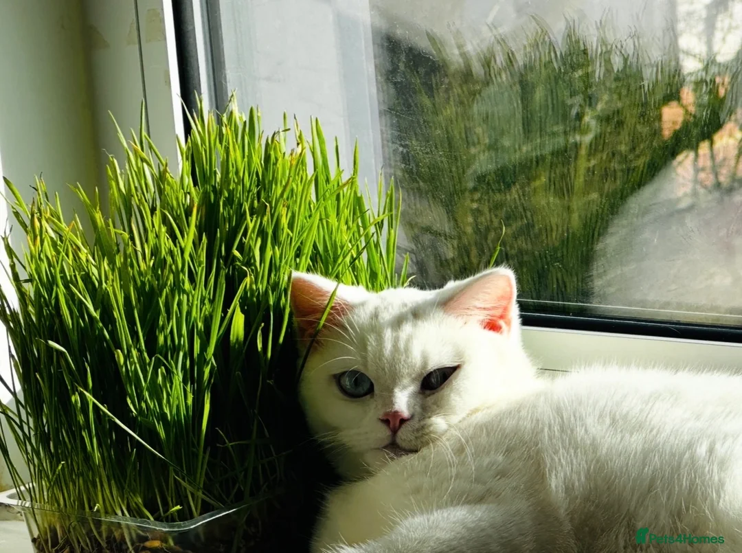 Mixed Breed cats for sale: Beautiful Persian × British Shorthair Girl in Stockport - Advert 10