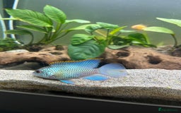 Cichlids fish for sale: South American Cichlids  - Image 1