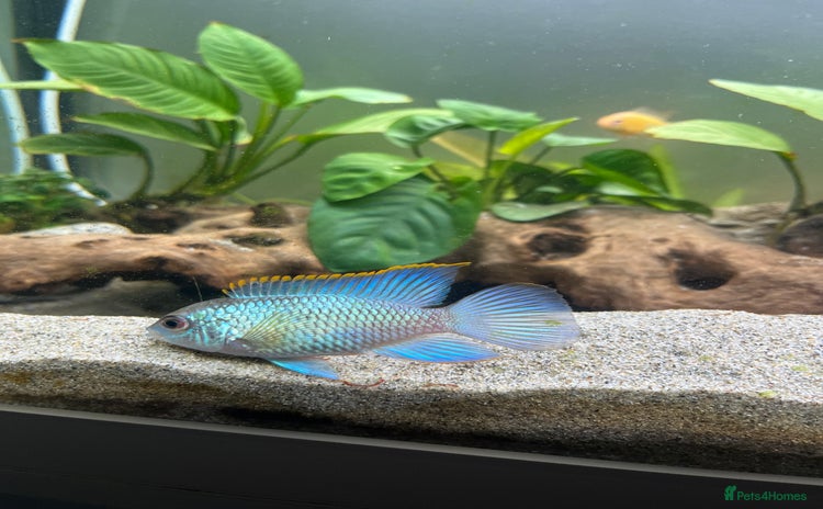 Cichlids fish - Advert 1