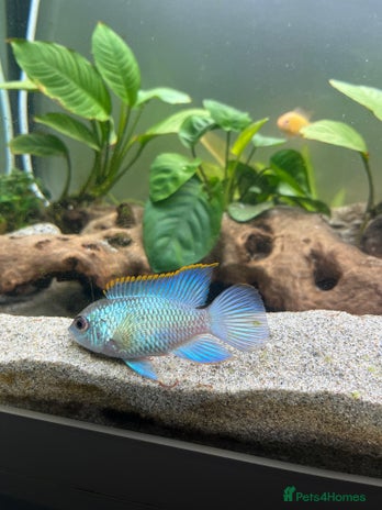 Cichlids fish - Advert 1