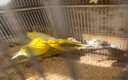 Canaries birds for sale: Canaries available  - Image 6