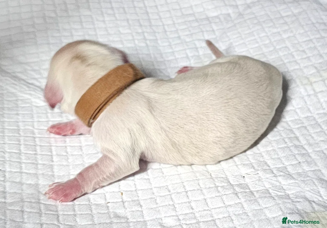 Miniature Dachshund dogs for sale: ⭐️⭐️⭐️⭐️⭐️ CREAM INTENSITY MINIDACHSHUND KCREG🐾❤️ - Advert 23