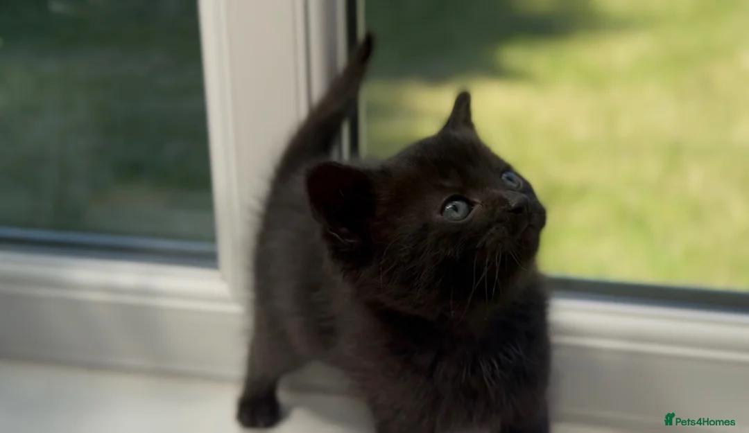 Mixed Breed cats for sale: Stunning Sheba female kitten - Advert 1