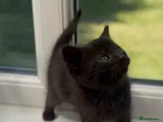 Mixed Breed cats Stunning Sheba female kitten - Advert 5