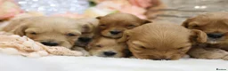 Cavapoo dogs for sale: *Health tested* F1 Cavapoos in Wisbech - Advert 9