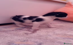 Mixed Breed cats for sale: Maximum  - Image 12