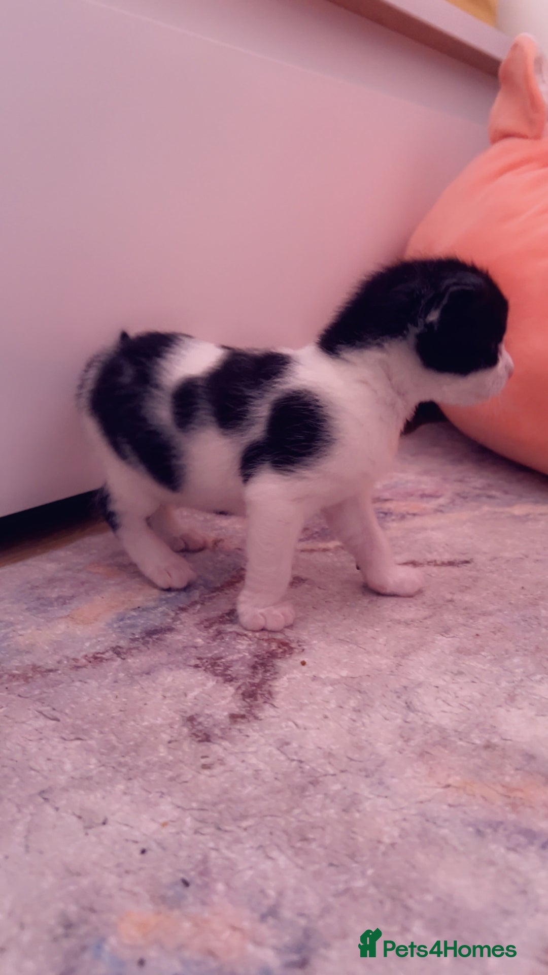 Mixed Breed cats for sale: Maximum  - Image 12