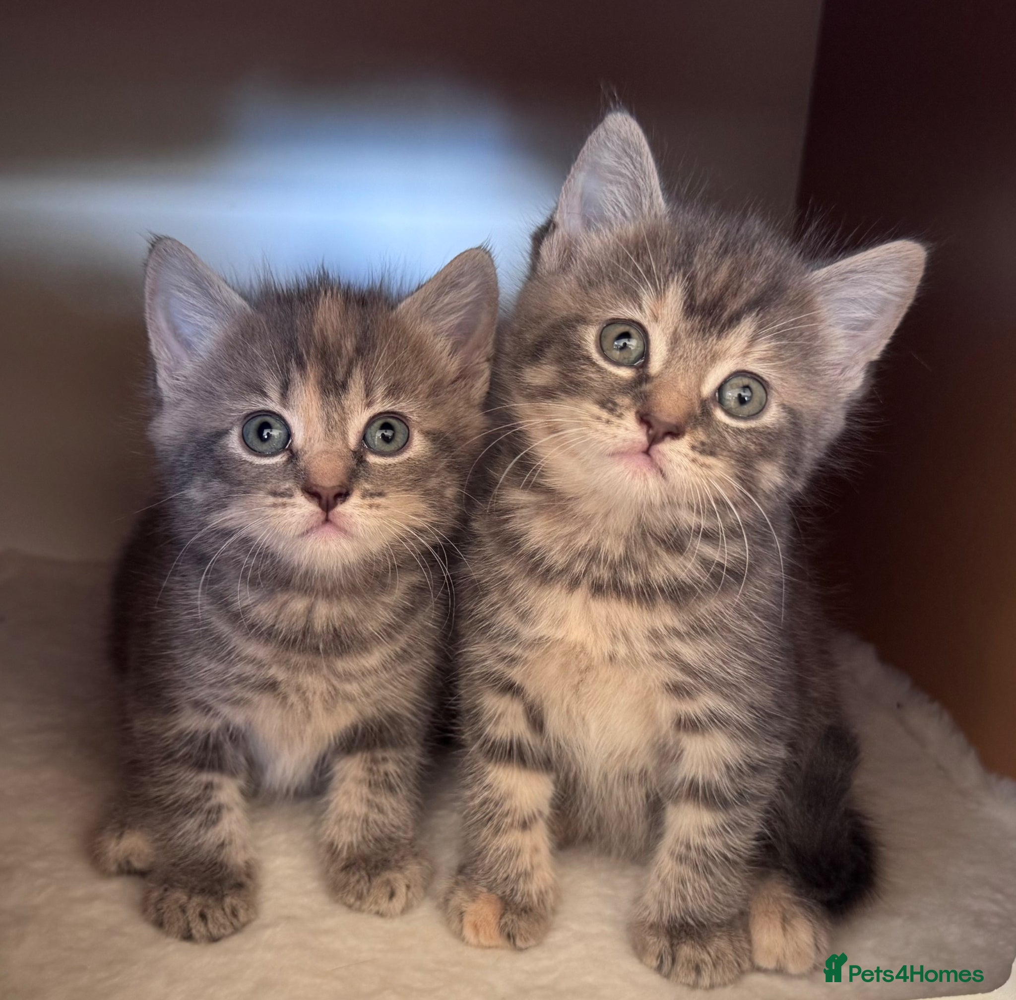 Mixed Breed cats for sale: Gorgeous fluffy affectionate kittens  in Cirencester - Advert 6