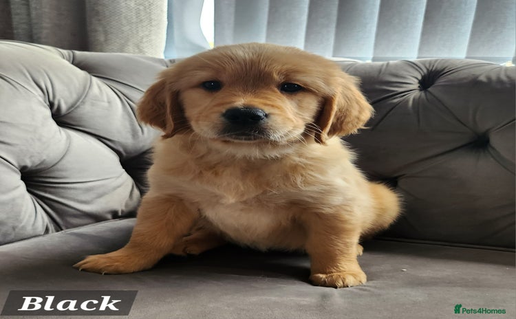 Golden Retriever dogs - Advert 2