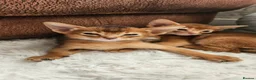 Abyssinian cats for sale: Abyssinian kittens for sale - Advert 27