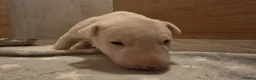 Miniature Bull terrier dogs for sale: White Miniature Bullterrier  - Advert 13