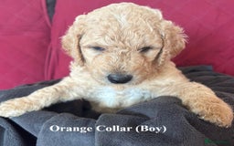 Goldendoodle dogs for sale: Goldendoodle Puppies - Health Tested Parents - Image 6