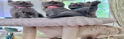 British Shorthair cats for sale: Chunky teddy bear GCCF British shorthair  - Advert 17