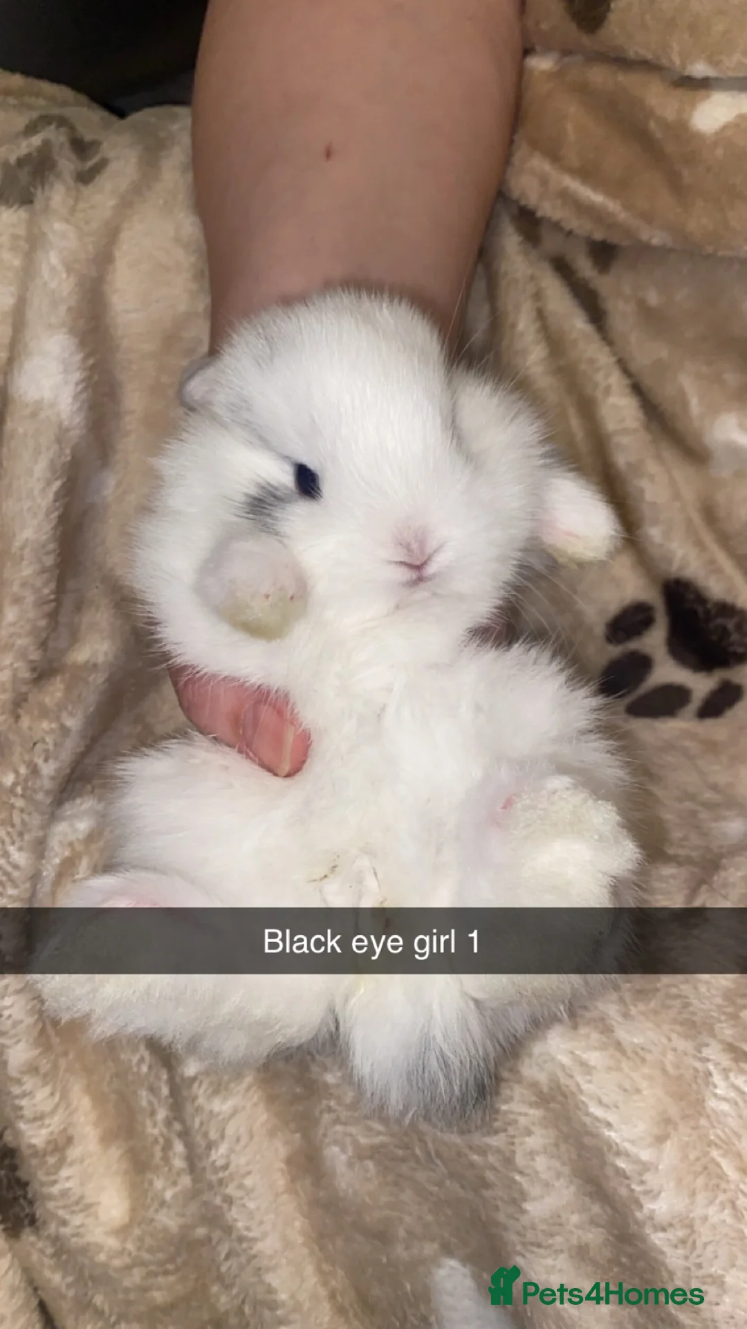 Mini Lop rabbits for sale: Mini Lop Babies Ready To Reserve  - Advert 9