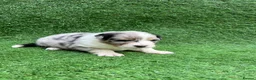 Australian Shepherd dogs for sale: Australian Shepherd Puppies  - Advert 33