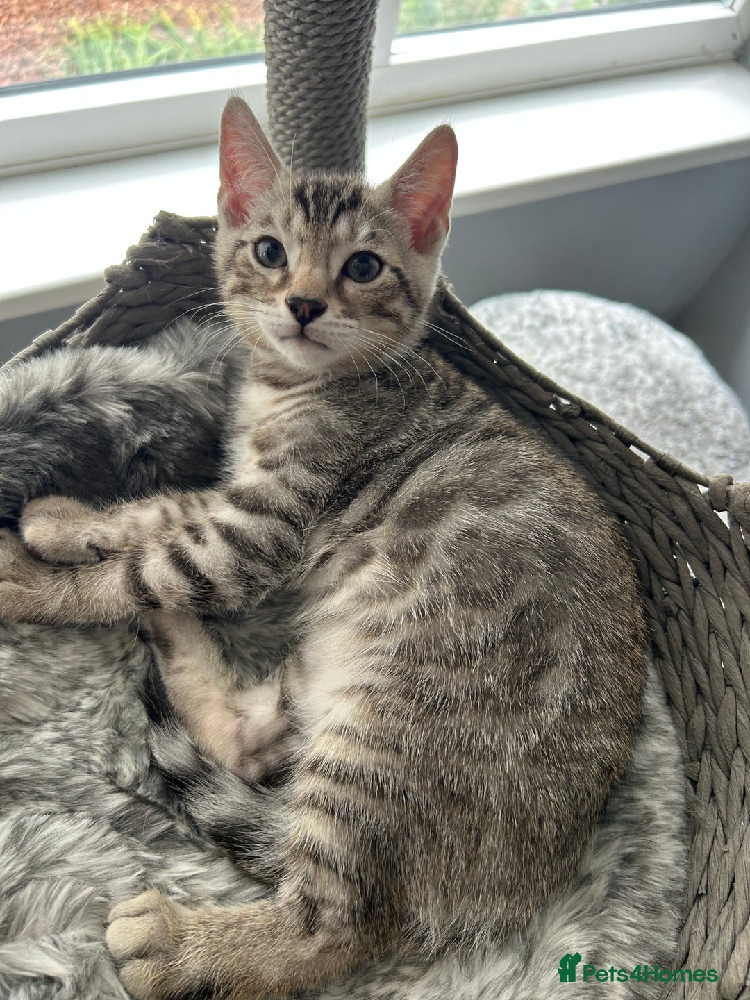 Bengal cats for sale: Bengal Kitten for Sale – Playful and Independent!  - Image 2