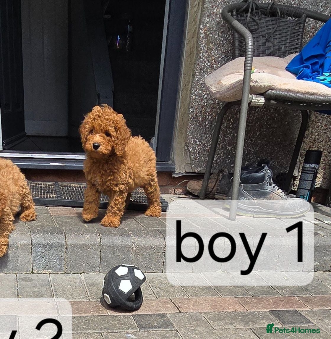 Cavapoo dogs BOYS ONLY cavapoo pups ready to leave  - Advert 2