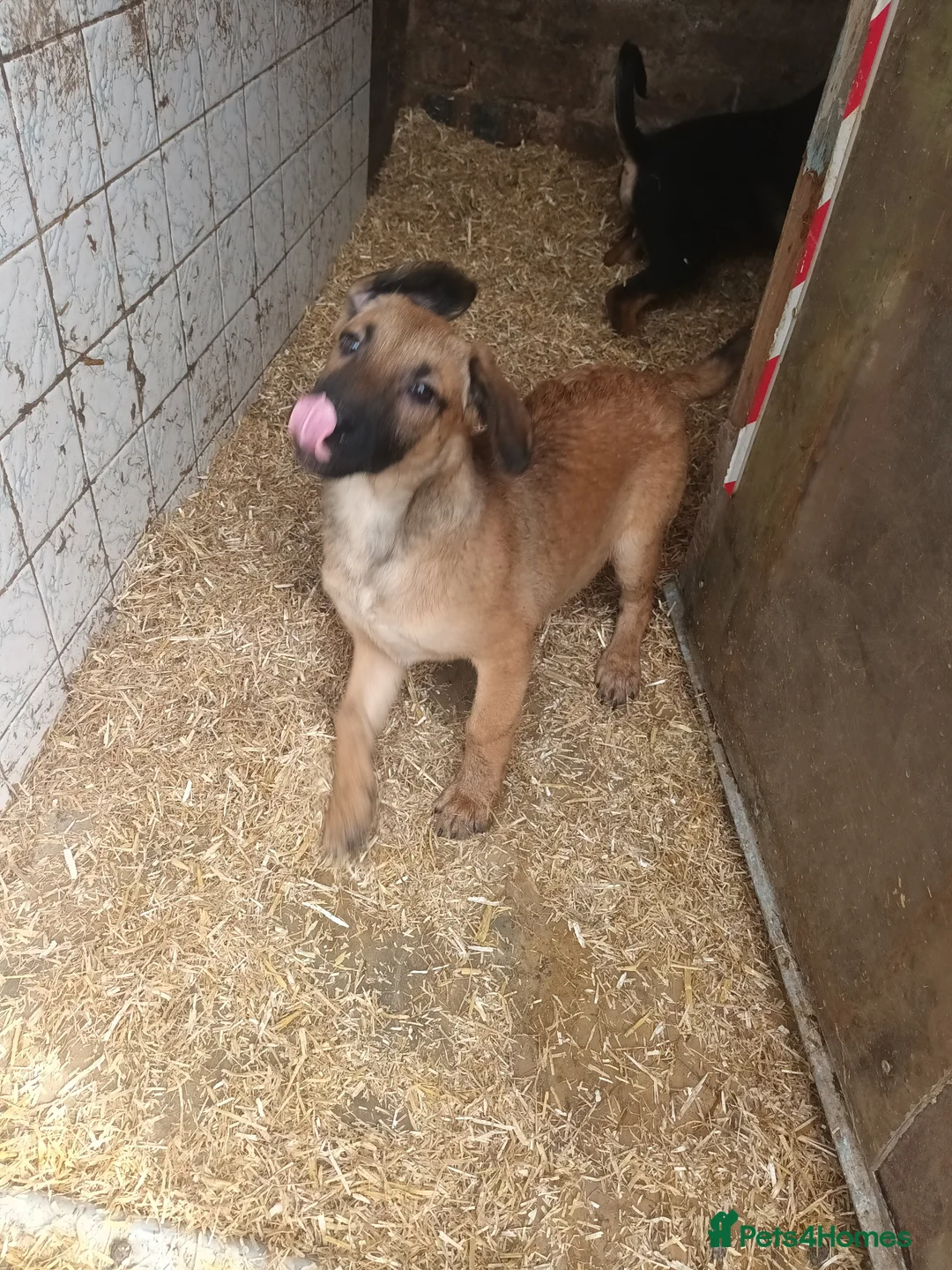 Mixed Breed dogs for sale: collie x puppies - Advert 2