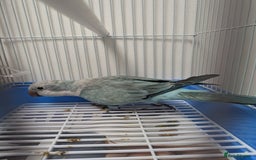 Parakeets birds for sale: Males and females DNA tested Quaker parrots babies - Image 3