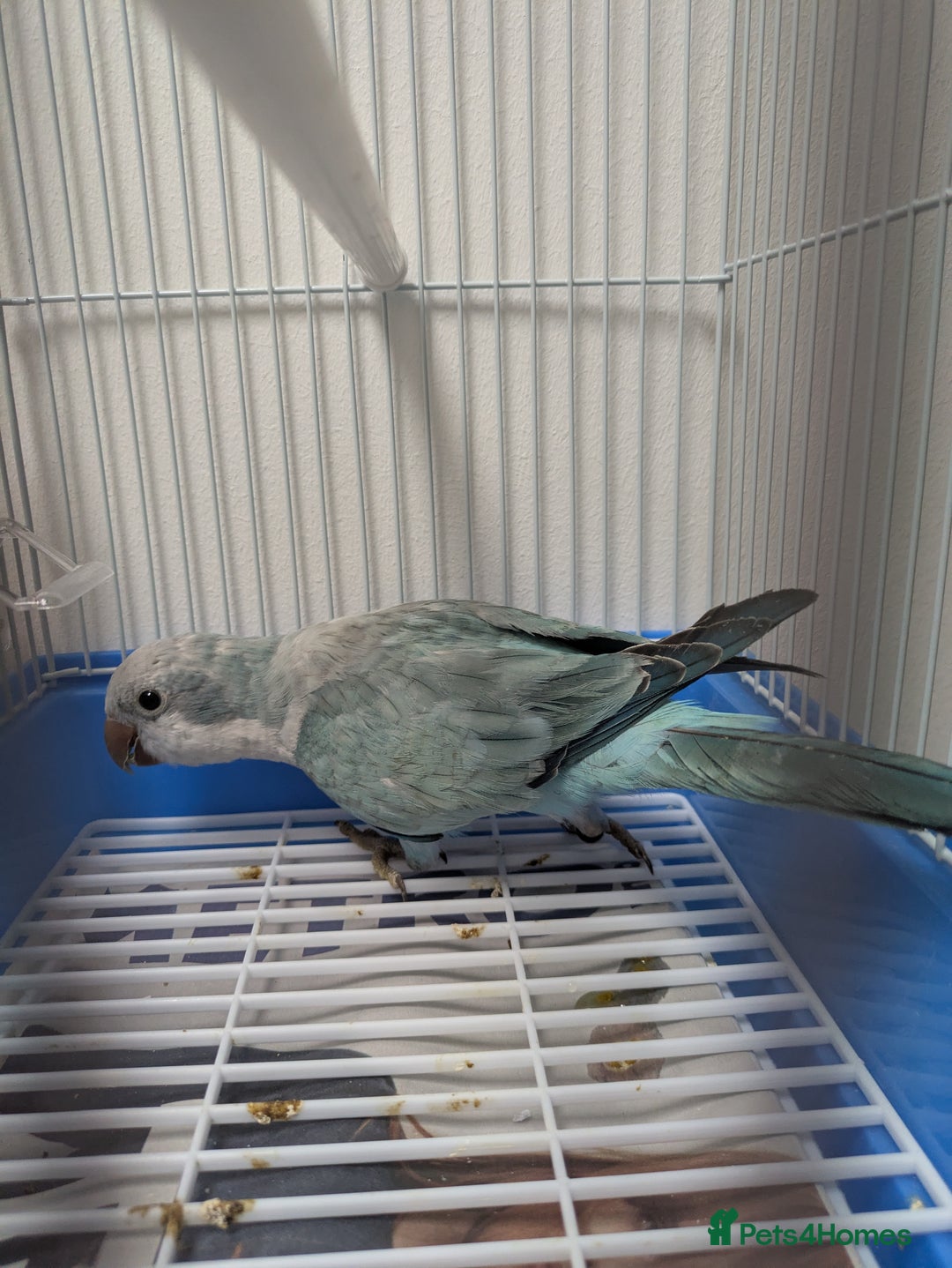 Parakeets birds for sale: Males and females DNA tested Quaker parrots babies - Image 3