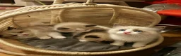 Ragdoll cats for sale: Bicolour ragdoll kittens  - Advert 4