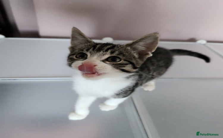 Mixed Breed cats - Advert 12