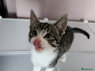 Mixed Breed cats - Advert 5