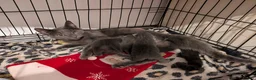 Russian Blue cats for sale: Russian blue male kitten  - Advert 1
