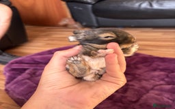 Mini Lion Lop rabbits for sale: Mini lion lops  - Image 16