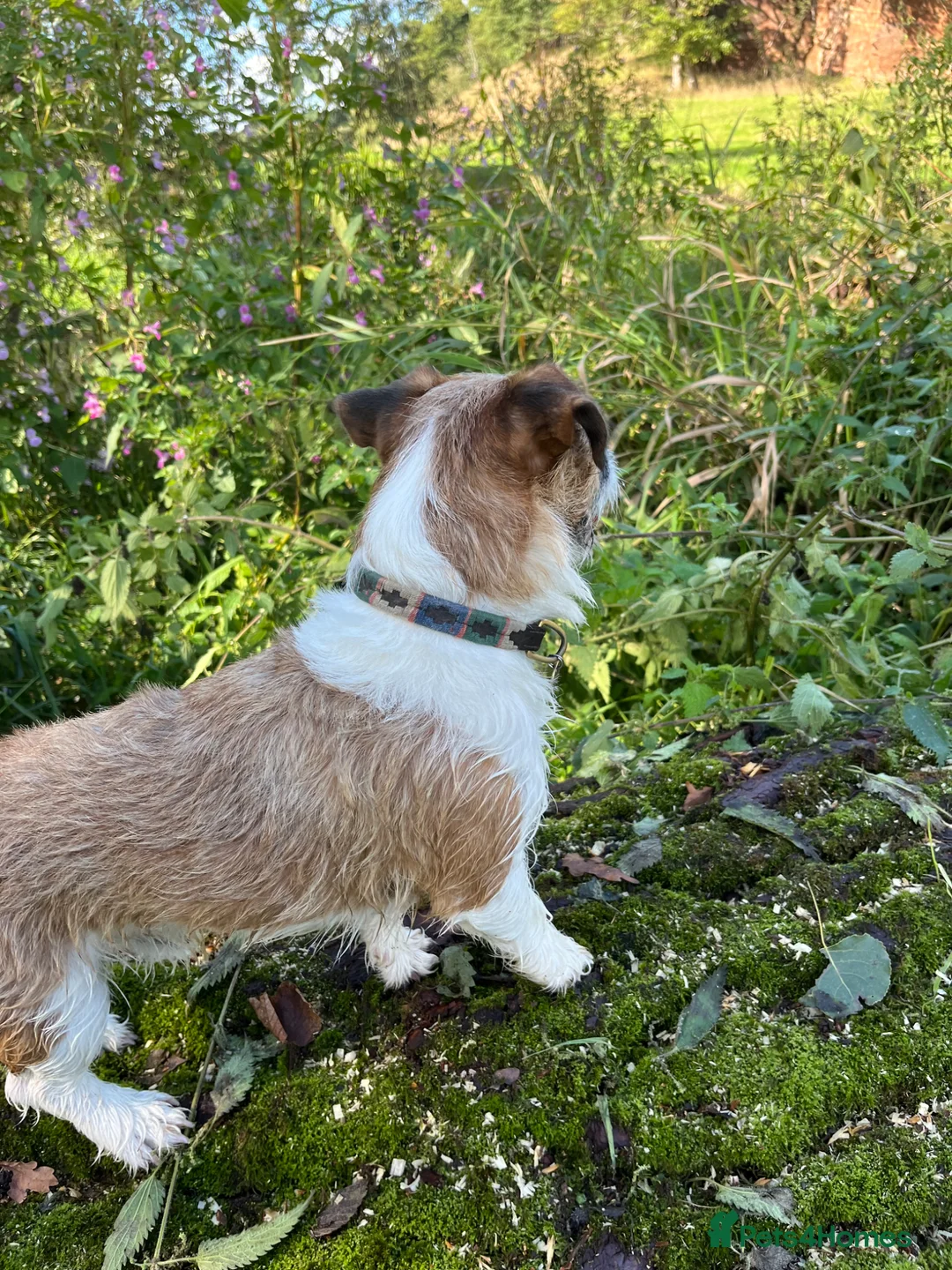 Jack Russell dogs for stud: Jack Russel for stud only  - Advert 4
