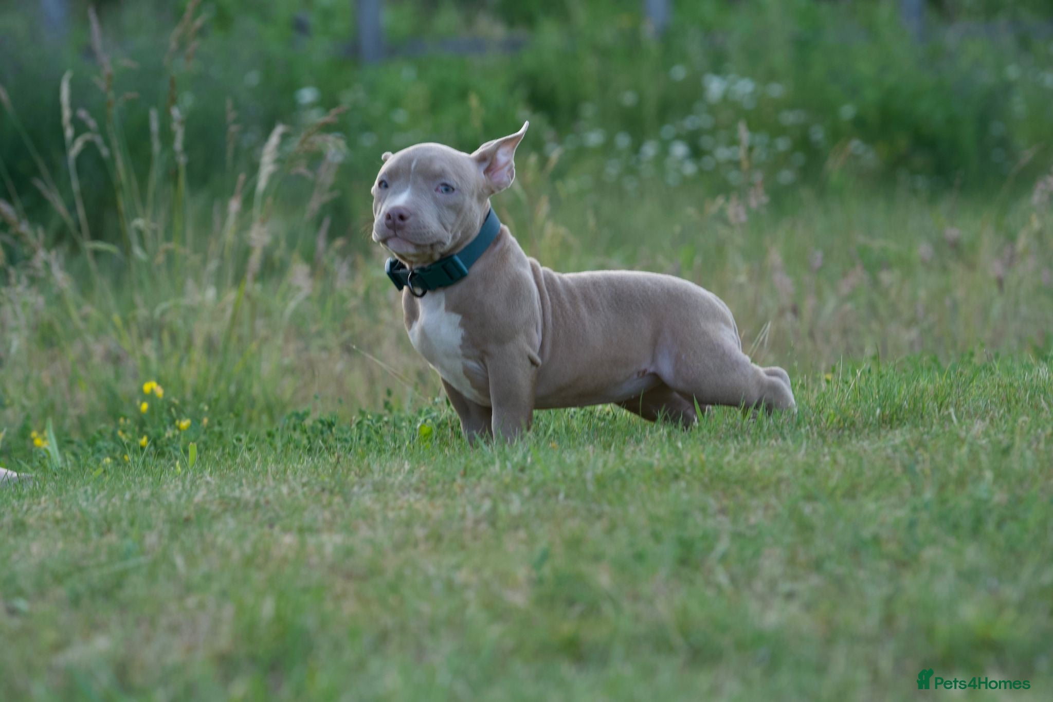 American Bully dogs Lushion x LaGerza Pocket Bully Puppies  - Advert 2