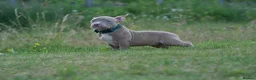 American Bully dogs for sale: Lushion x LaGerza Pocket Bully Puppies  - Advert 2