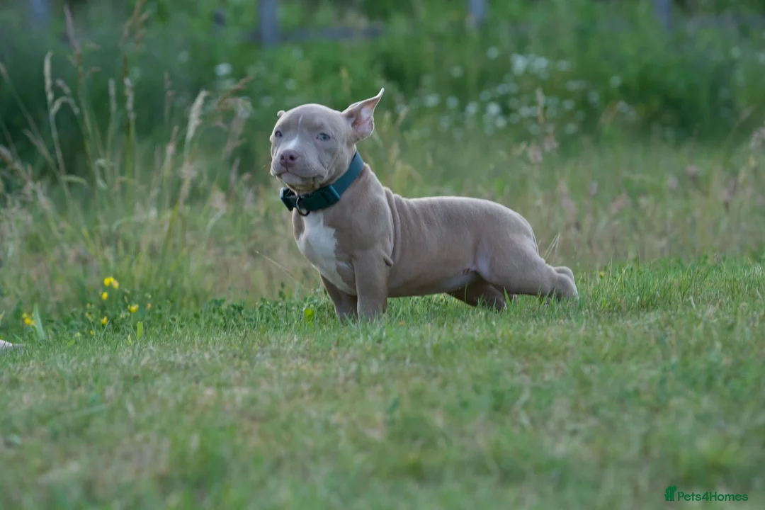 American Bully dogs for sale: Lushion x LaGerza Pocket Bully Puppies  - Advert 2