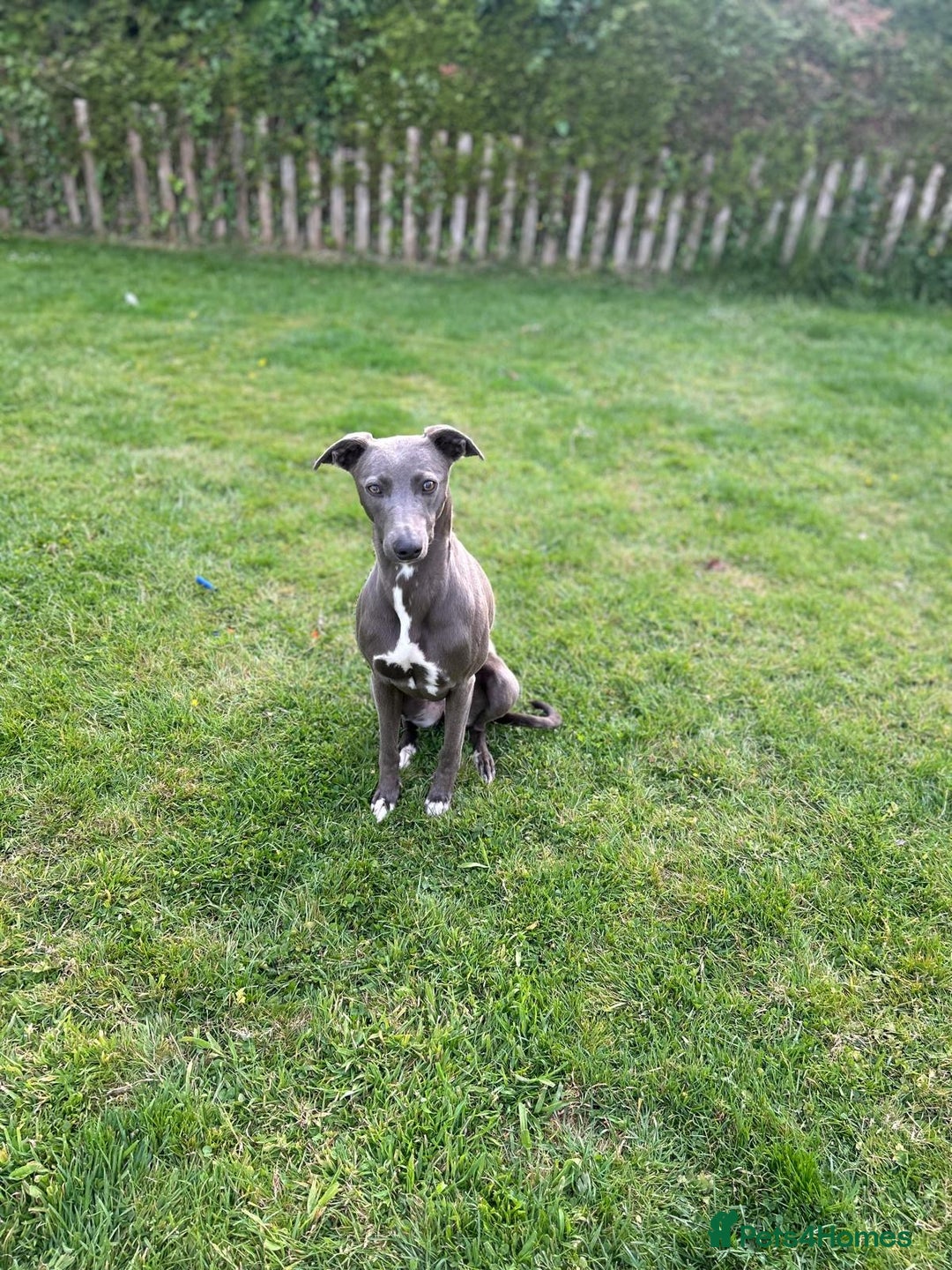 Whippet dogs for sale: Blue Whippet Puppy - Image 13