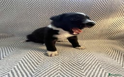 Border Collie dogs for sale: Border collie pups - Image 11