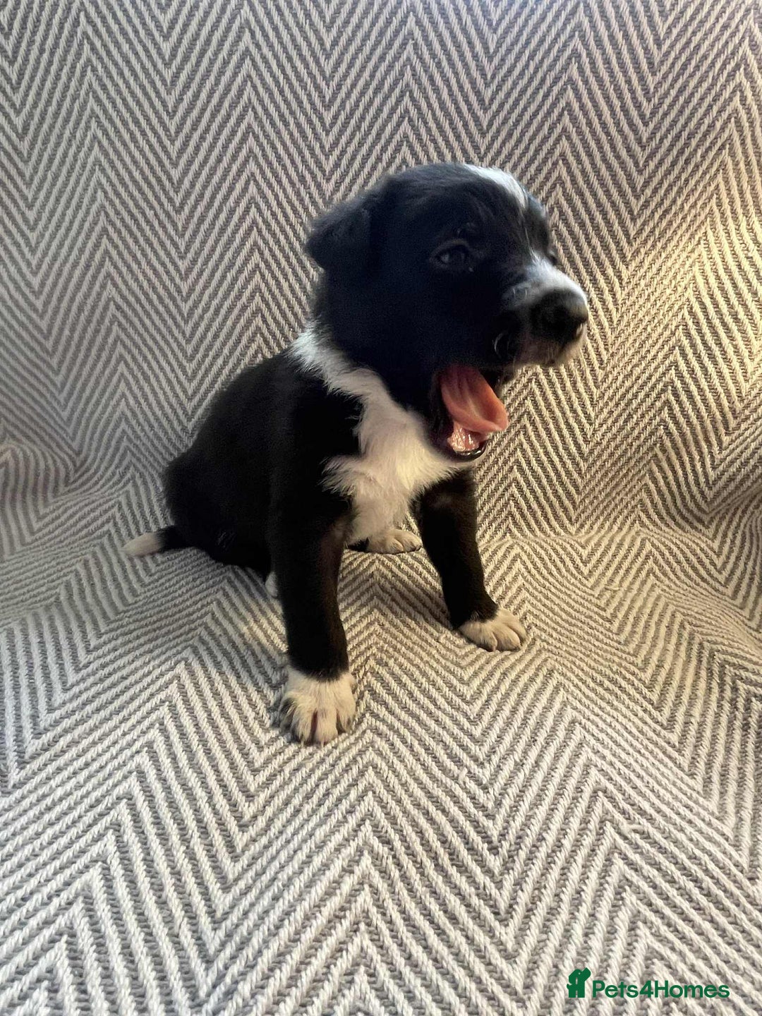 Border Collie dogs for sale: Border collie pups - Image 11