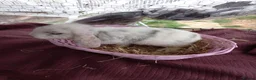Lionhead rabbits for sale: Lion head lops and lops in Plymouth - Advert 4