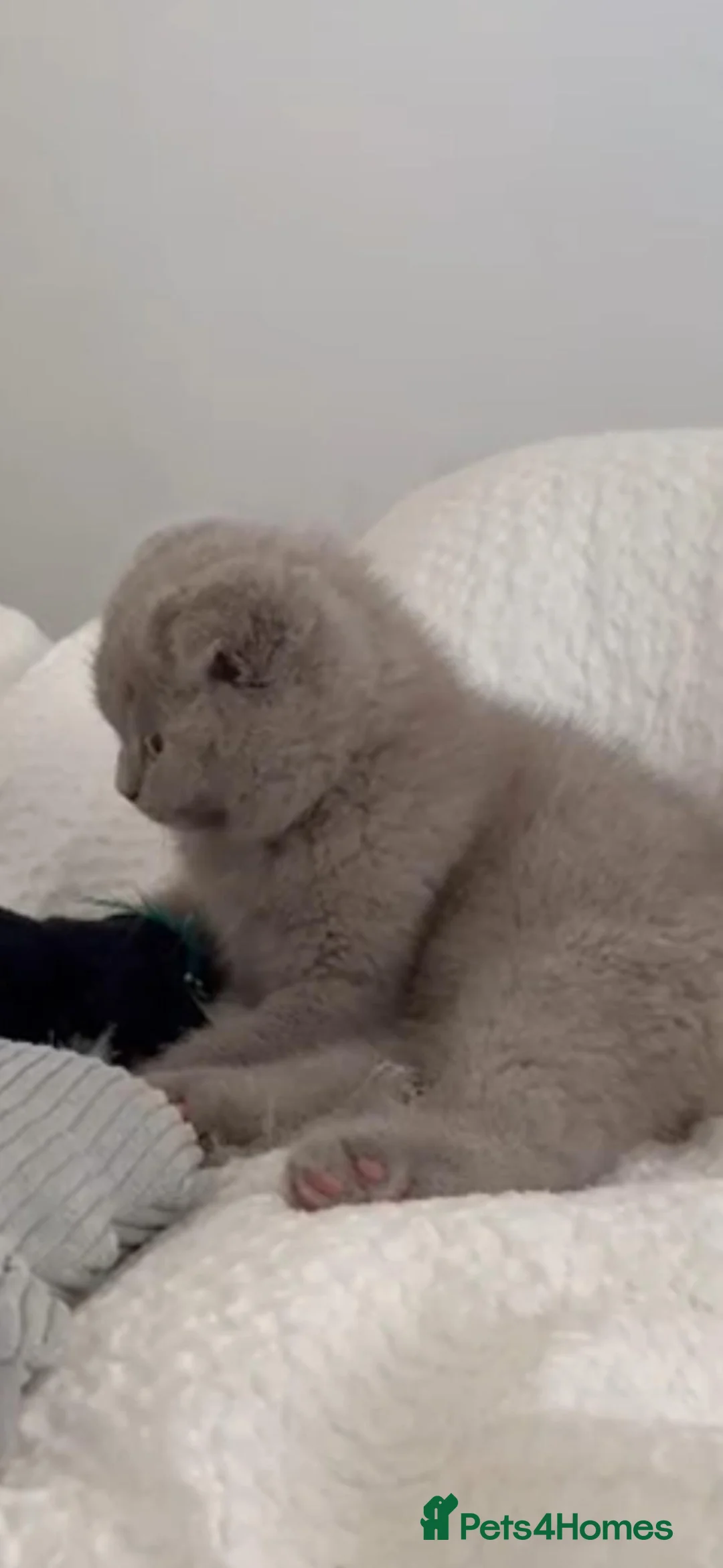British Shorthair cats for sale: British short hair  - Advert 1