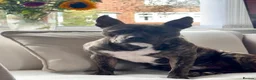 Staffordshire Bull Terrier dogs for sale: Rex Male  - Advert 1