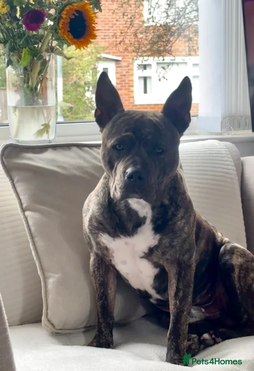 Staffordshire Bull Terrier dogs for sale: Rex Male  - Advert 1