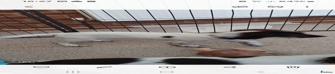 Cocker Spaniel Puppy 2