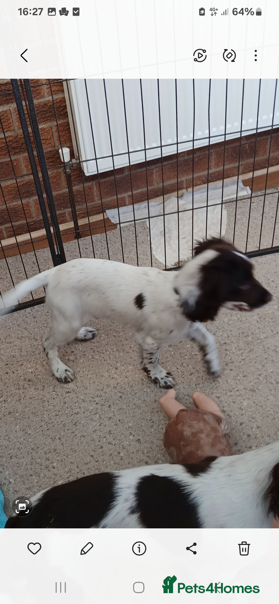 Cocker Spaniel dogs for sale: ‼️new updated photos‼️Stunning cocker spaniel Pups - Image 17