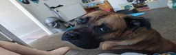 Mixed Breed dogs for sale: Gentle Giant Needing Active and Loving Family - Advert 3
