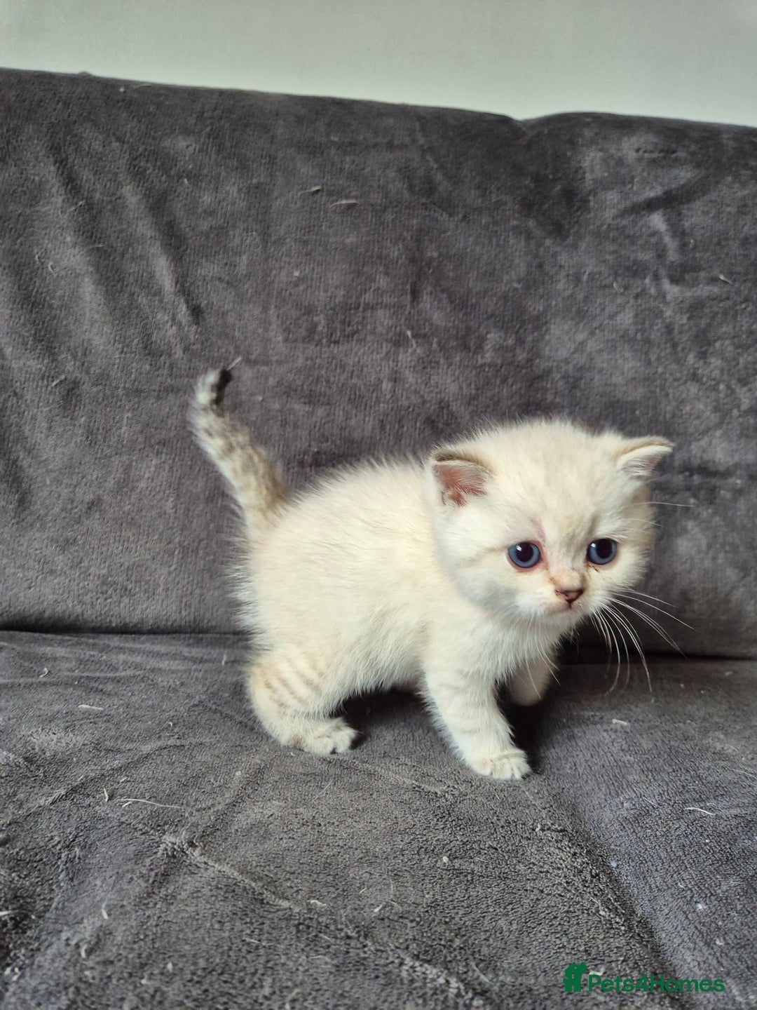 British Shorthair cats for sale: TICA Blue/gold/silver colourpoint - Image 4