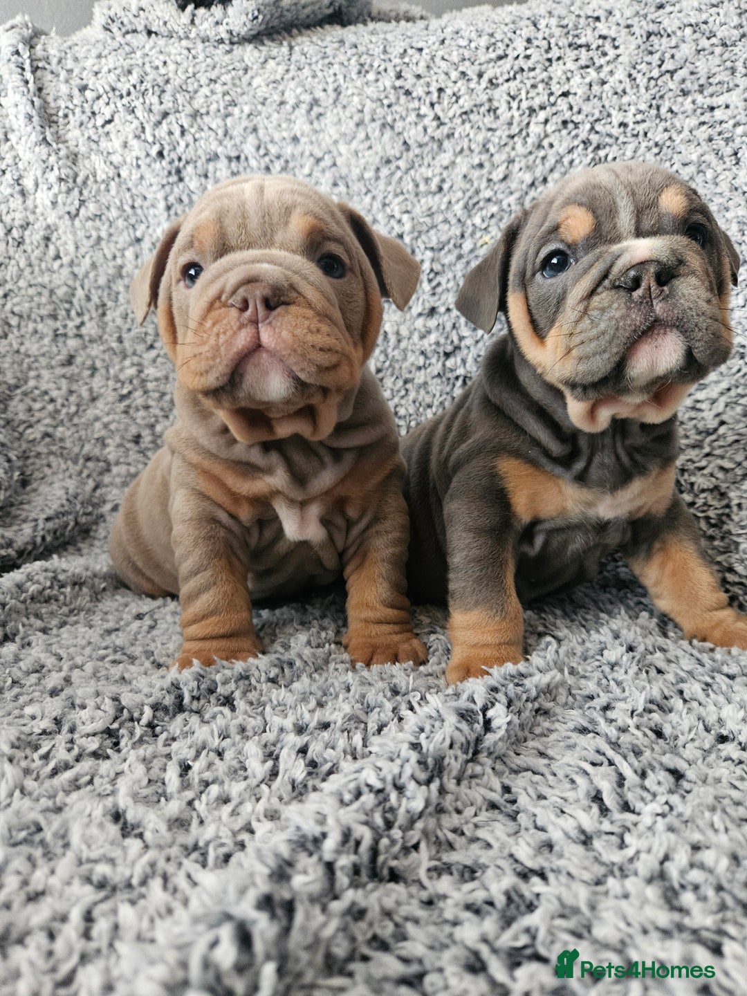 English Bulldog dogs for stud: kc british bulldog for stud in Lanark - Image 7