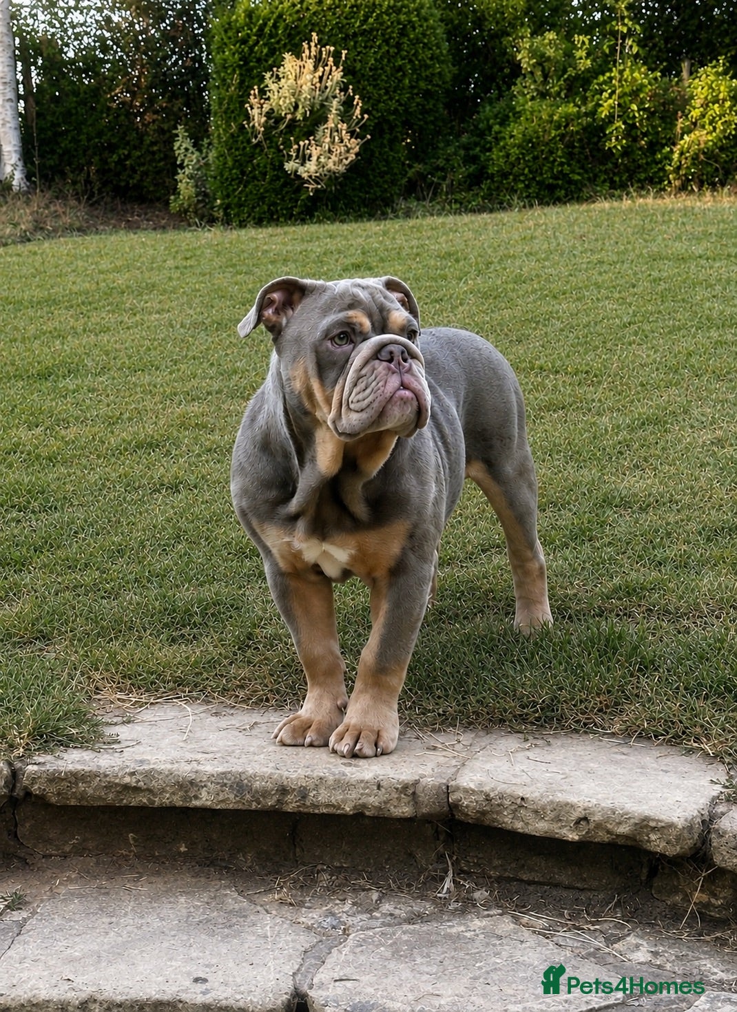 English Bulldog dogs Premium KC registered Bulldogs  pick of litter - Advert 2